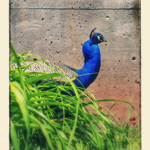 Meet your Posher, Briana